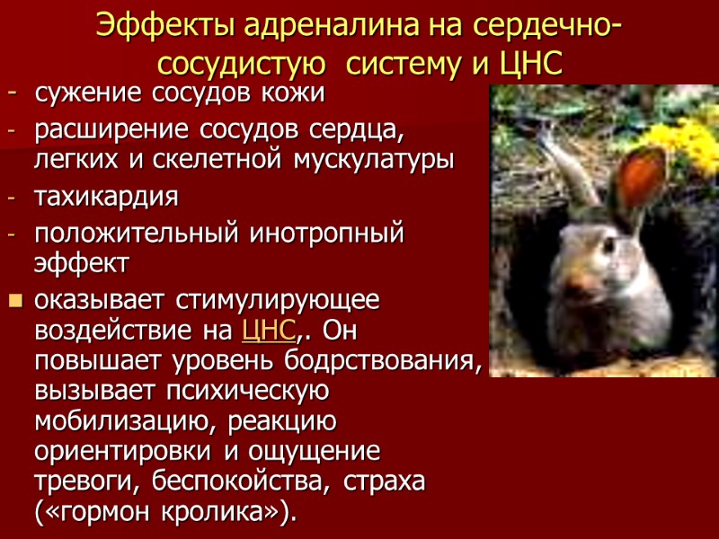 Эффекты адреналина на сердечно-сосудистую  систему и ЦНС -  сужение сосудов кожи расширение